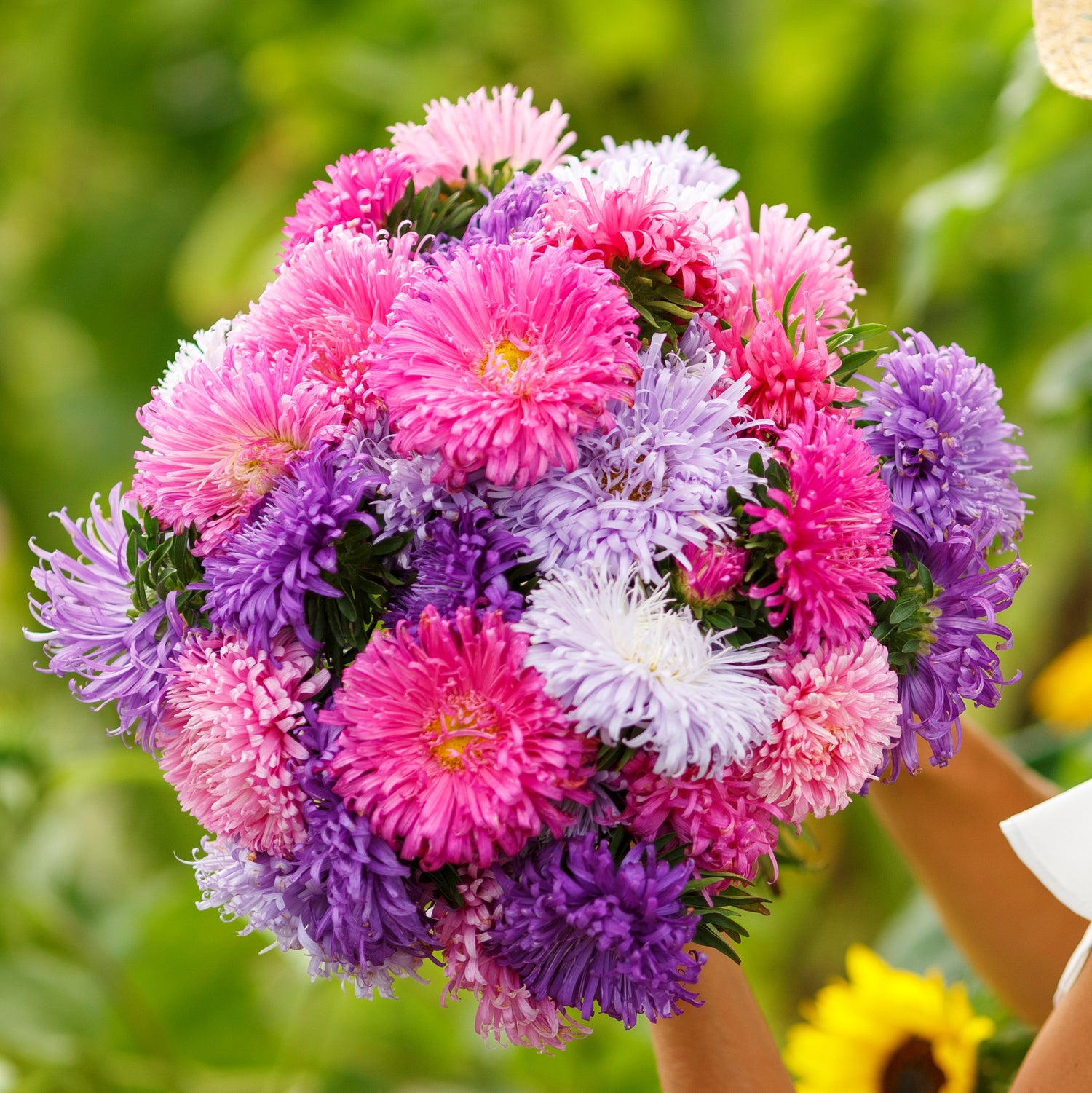 Aster Seeds (Heirloom)