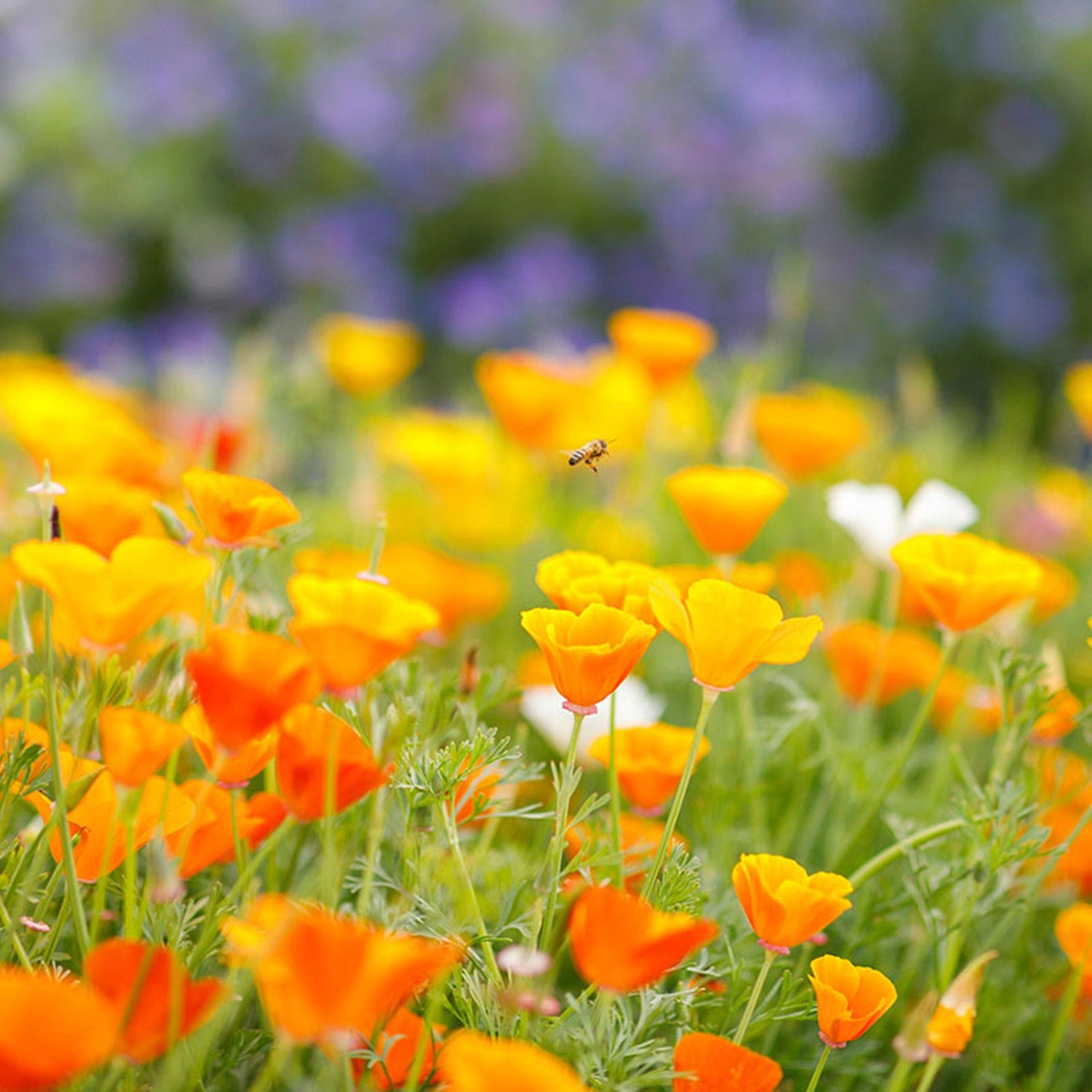 California Poppy Seeds
