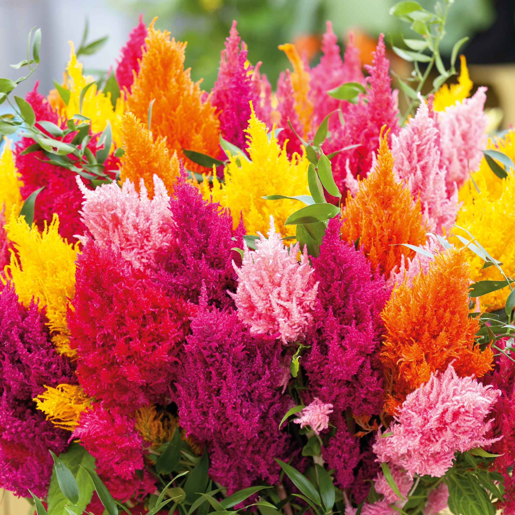 TomorrowSeeds - Scarlet Plume Red Celosia Seeds TomorrowSeeds - Scarlet Plume Red Celosia Seeds