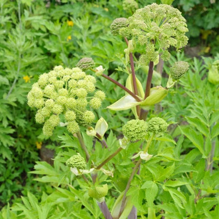 Angelica Holy Ghost Seeds