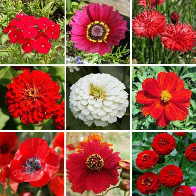 Red Flower Seeds and Bulbs