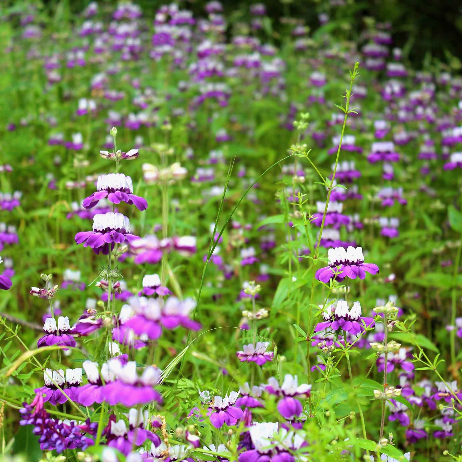Chinese Houses Seeds