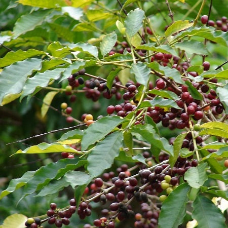 Coffee Plant Seeds