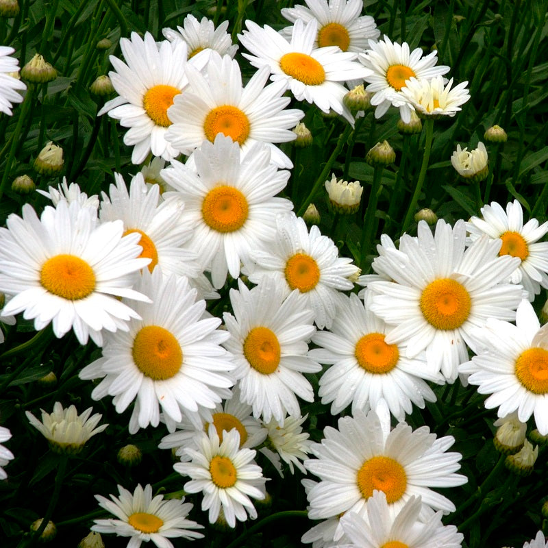 Daisy Seeds (Heirloom)