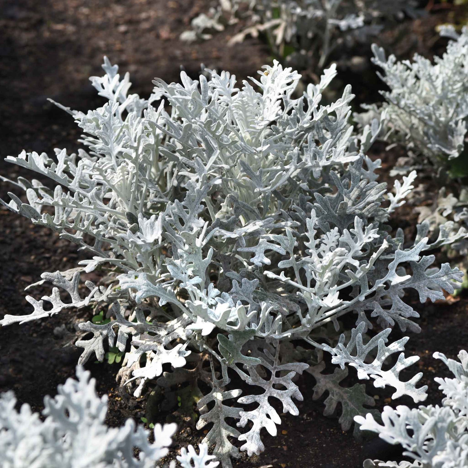 Dusty Miller Seeds