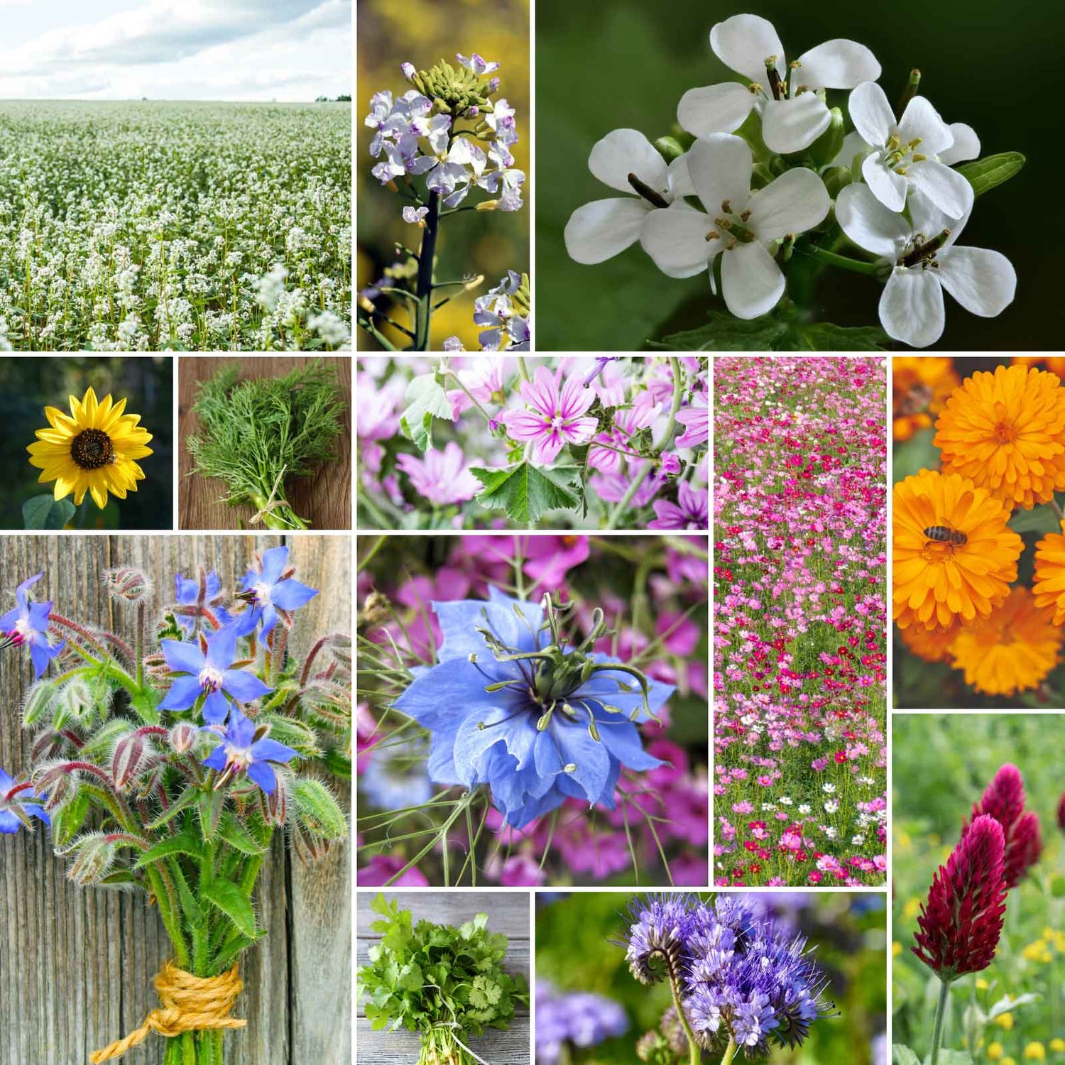 Organic Wildflower Seeds