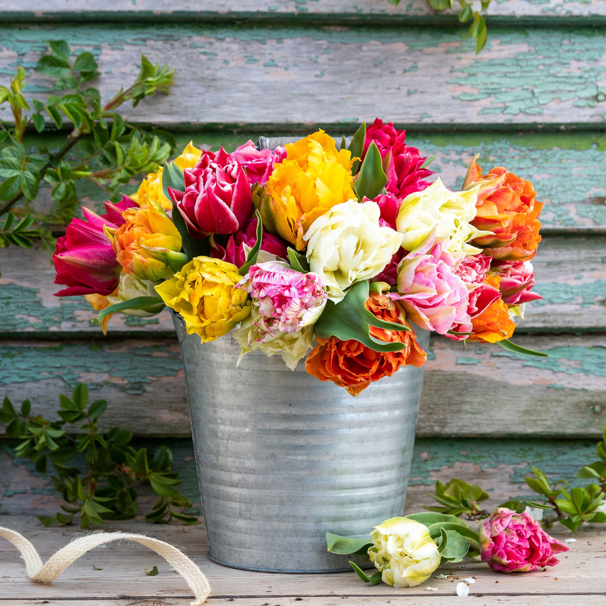 PRETTY WOMAN LILY FLOWERING TULIP BULBS SPRING FLOWERING GARDEN PERENNIAL