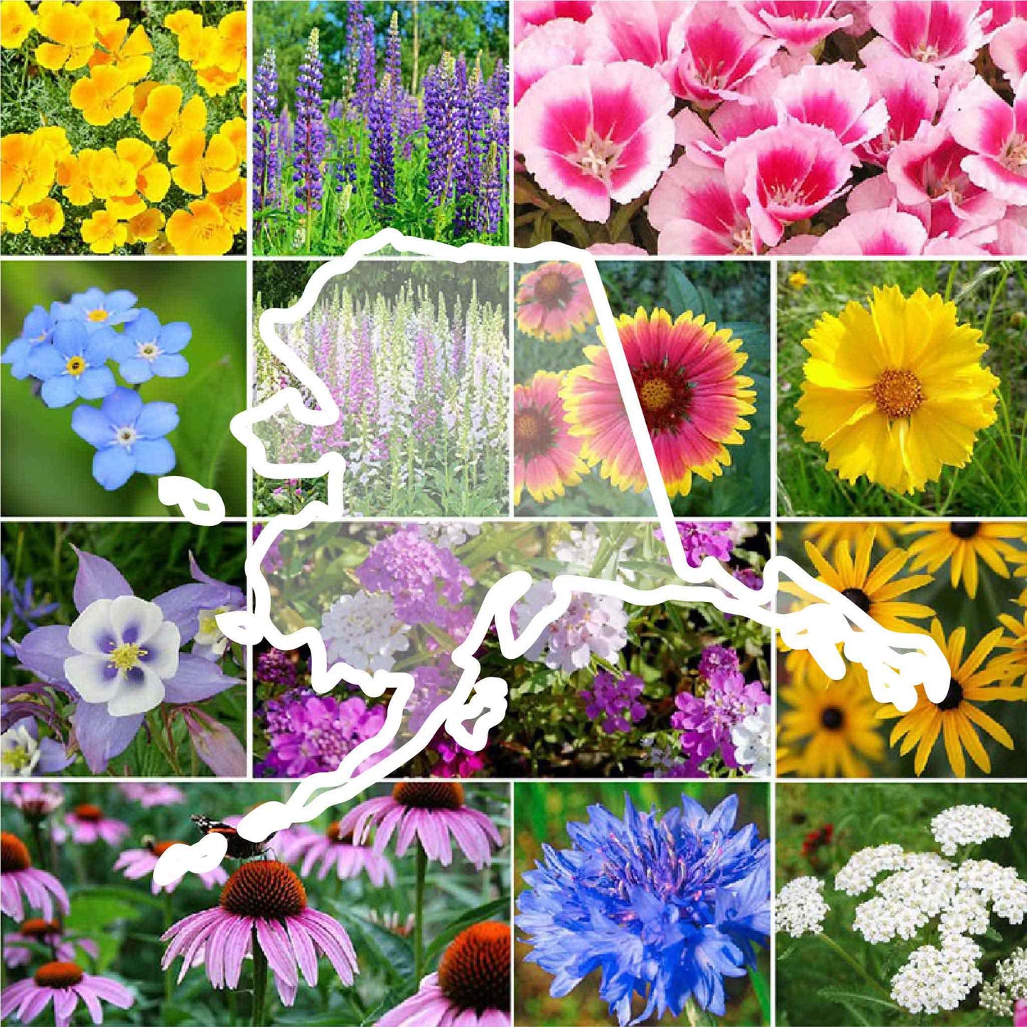 alaska wildflower seed mix