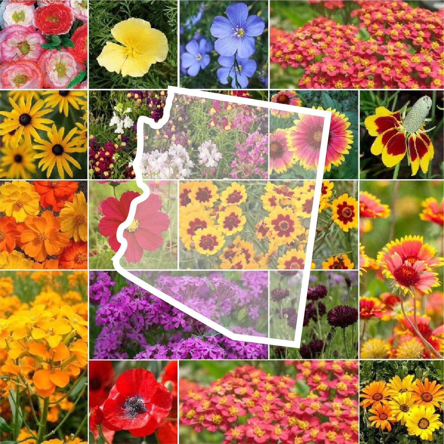 arizona wildflower seed mix
