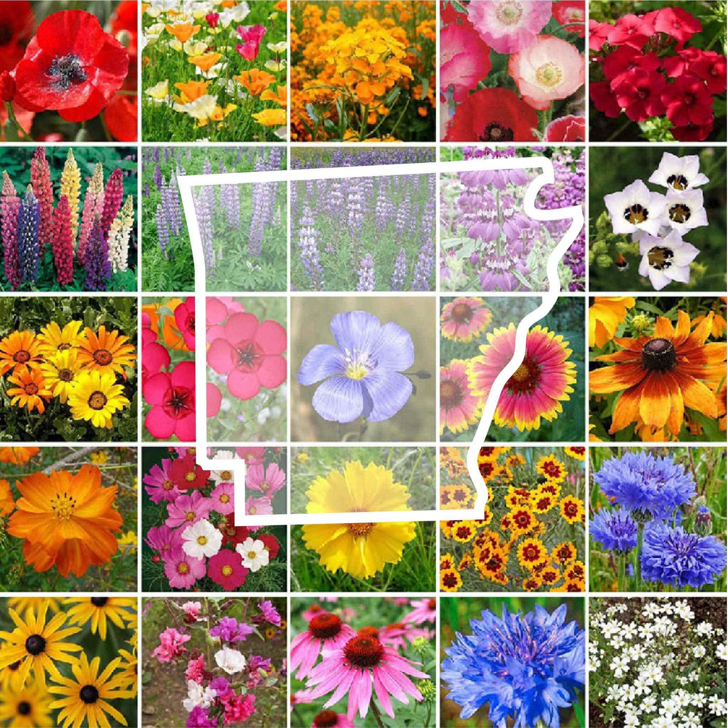 arkansas wildflower seed mix