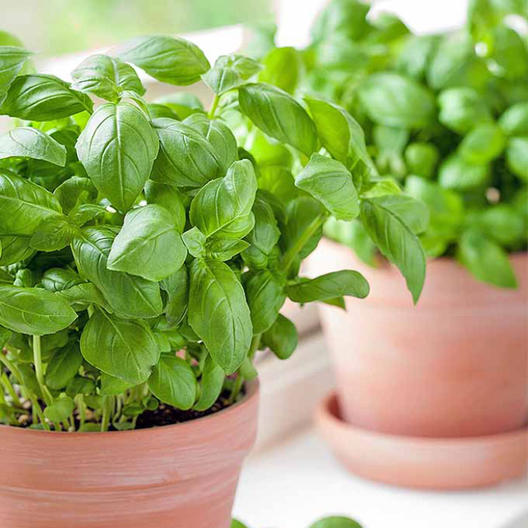 basil in pots