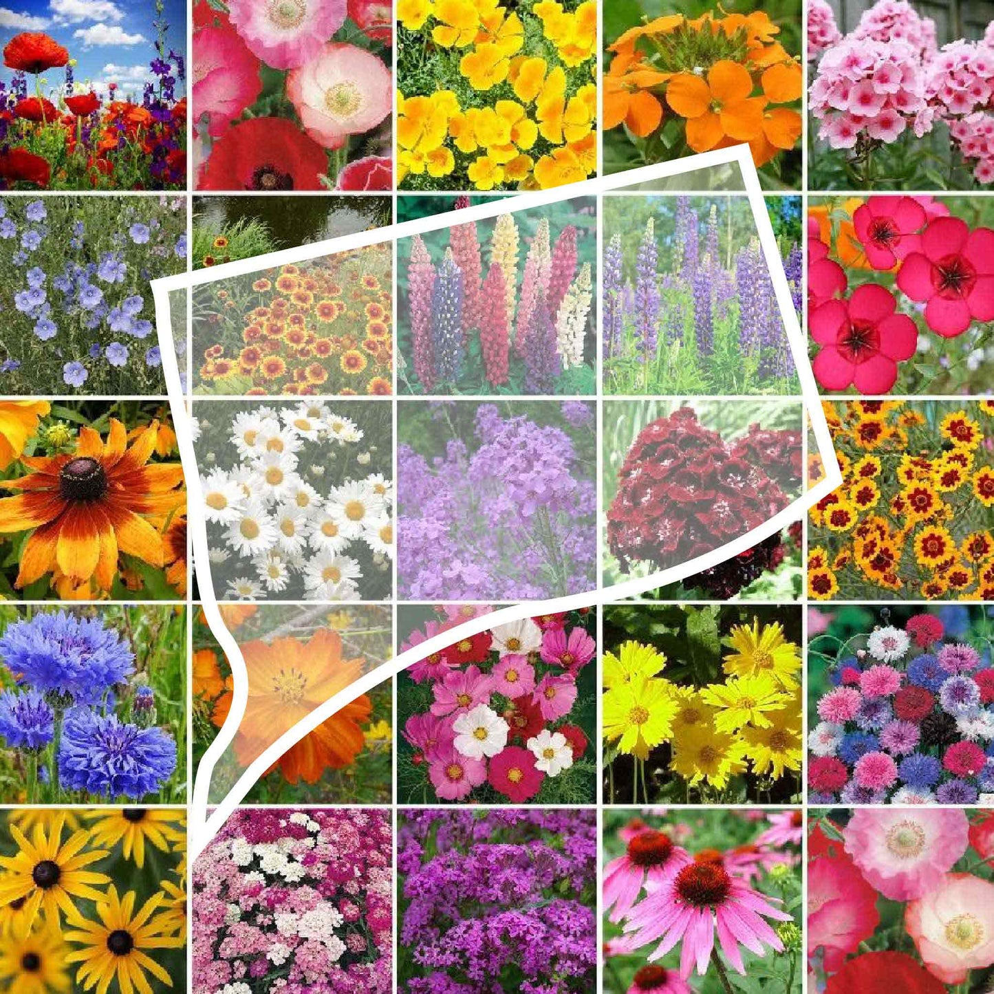 connecticut wildflower seed mix