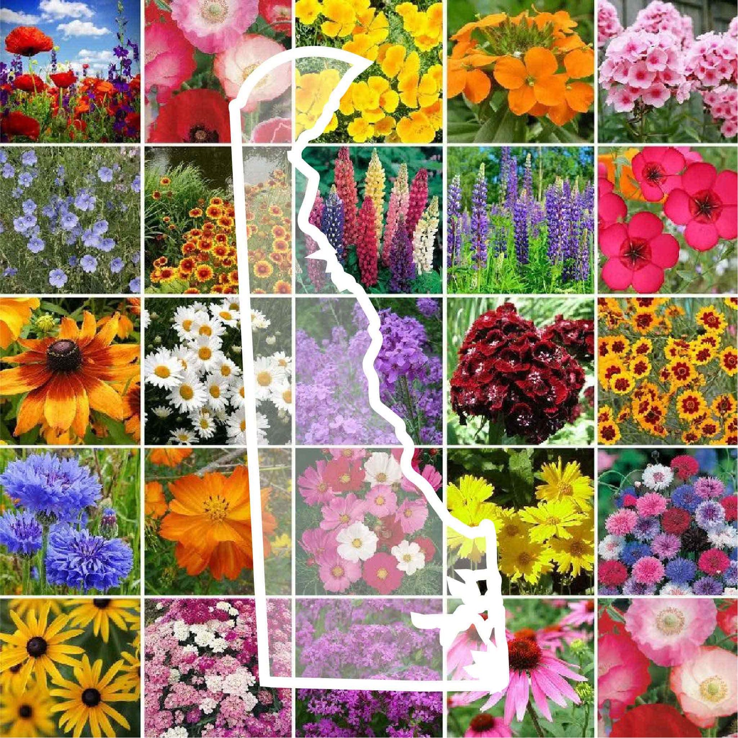delaware wildflower seed mix