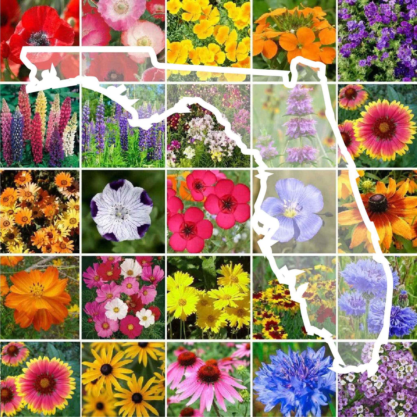 florida wildflower seed mix
