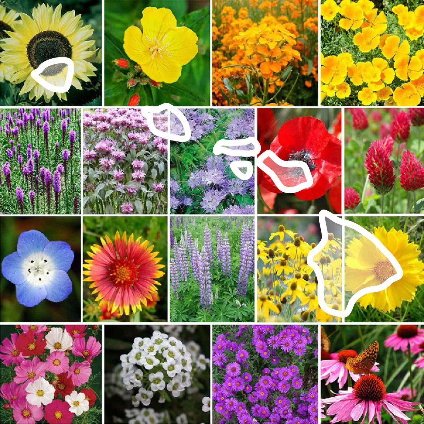 hawaii wildflower seed mix