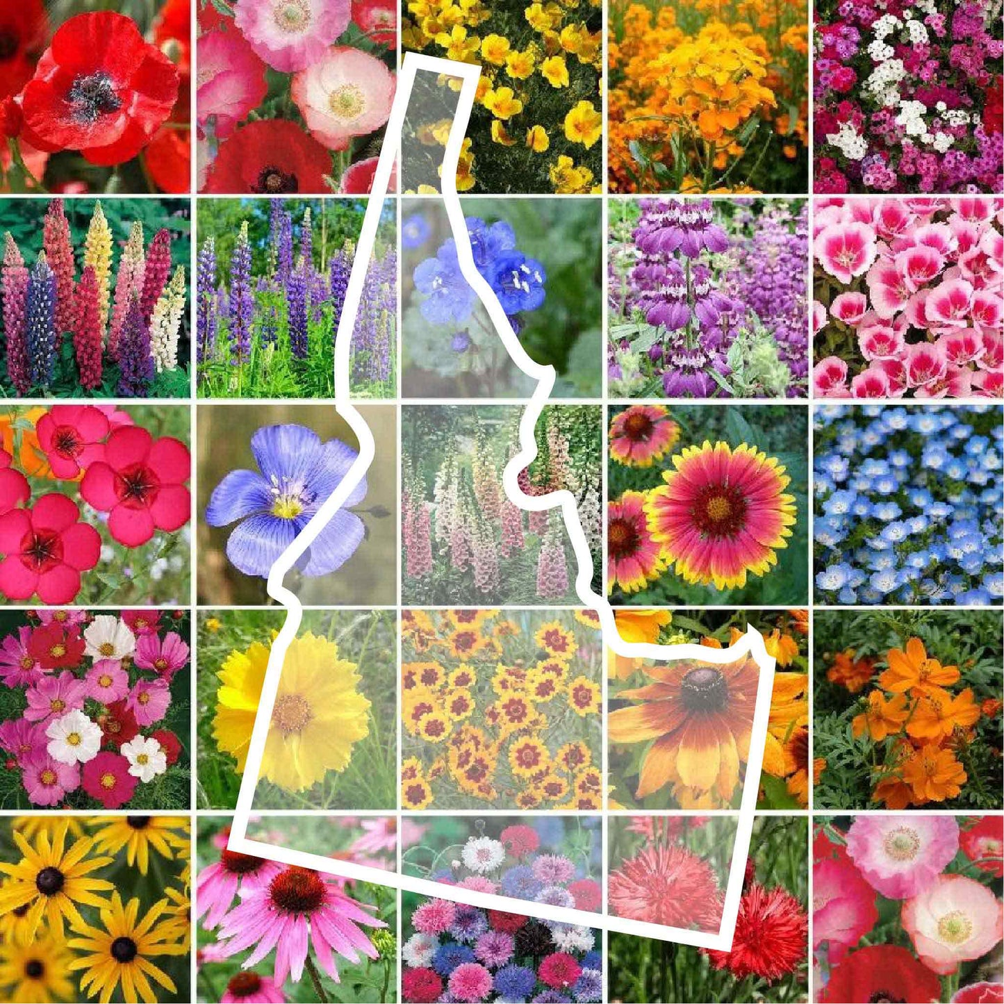 idaho wildflower seed mix