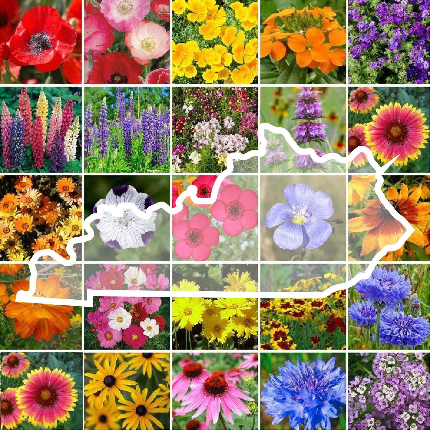 kentucky wildflower seed mix