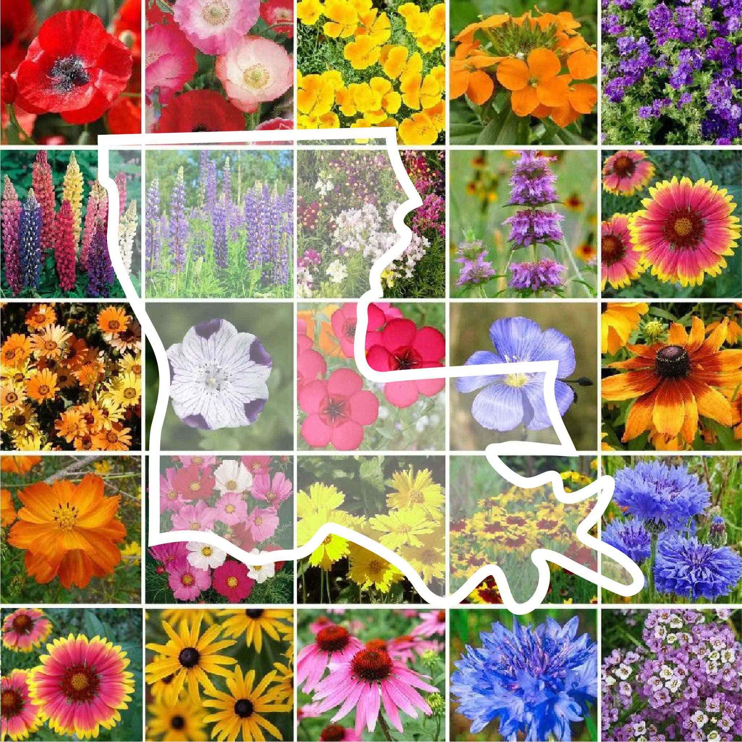 louisiana wildflower seed mix
