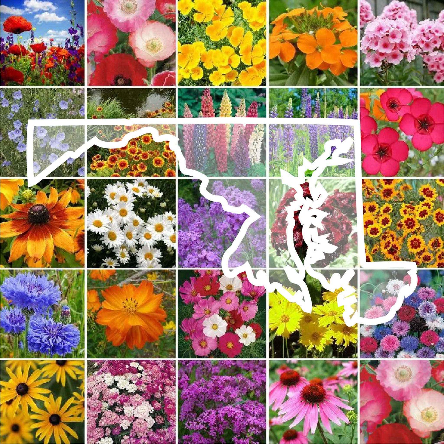 maryland wildflower seed mix