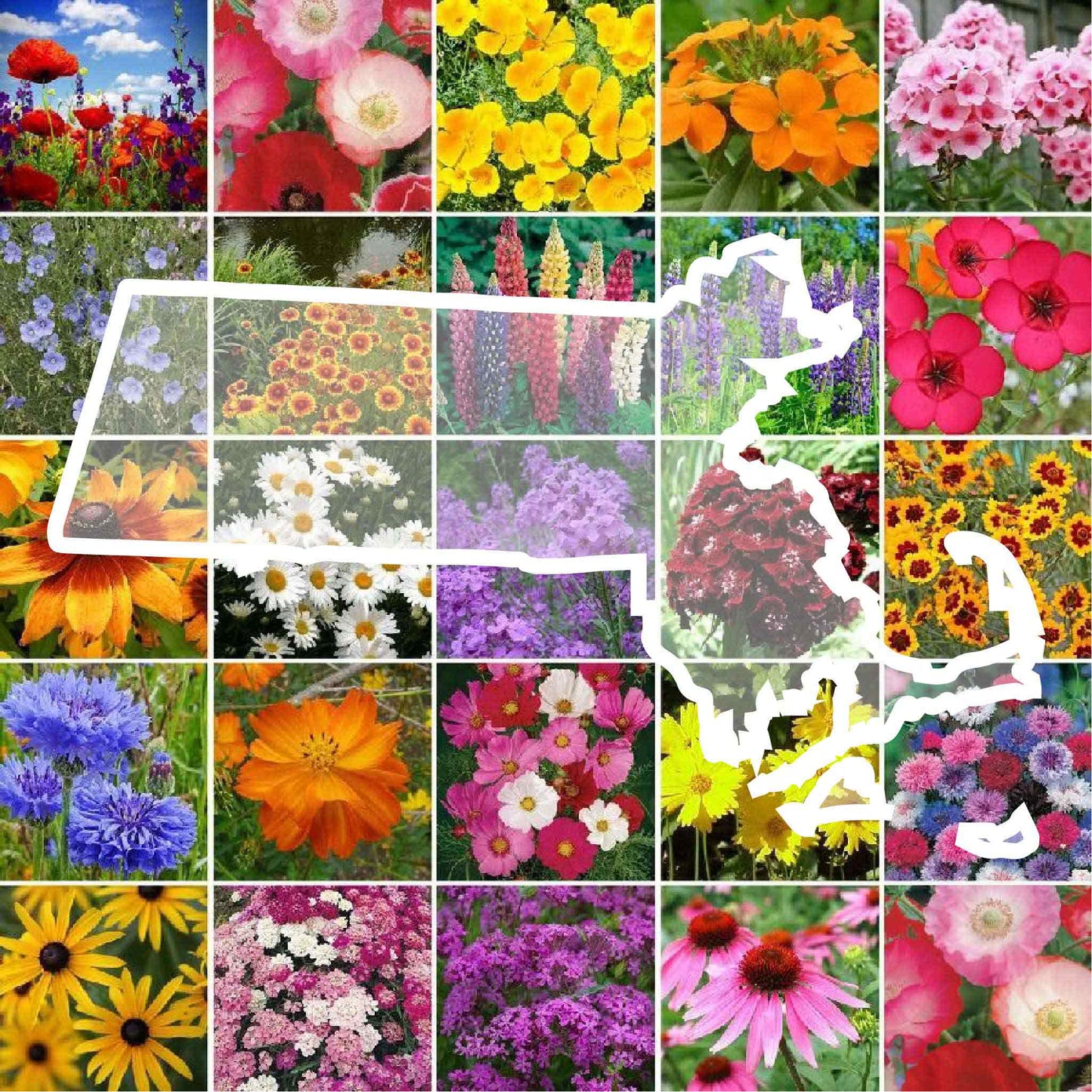 massachusetts wildflower seed mix