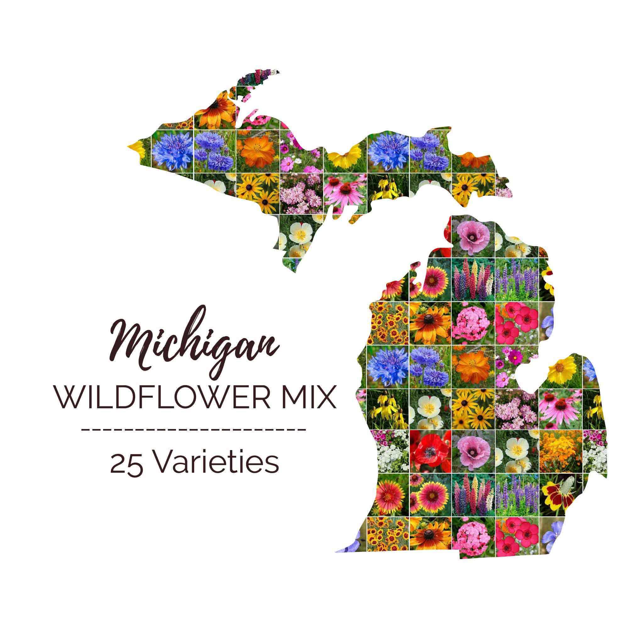 Michigan Wildflower Seed Packets – City Bird