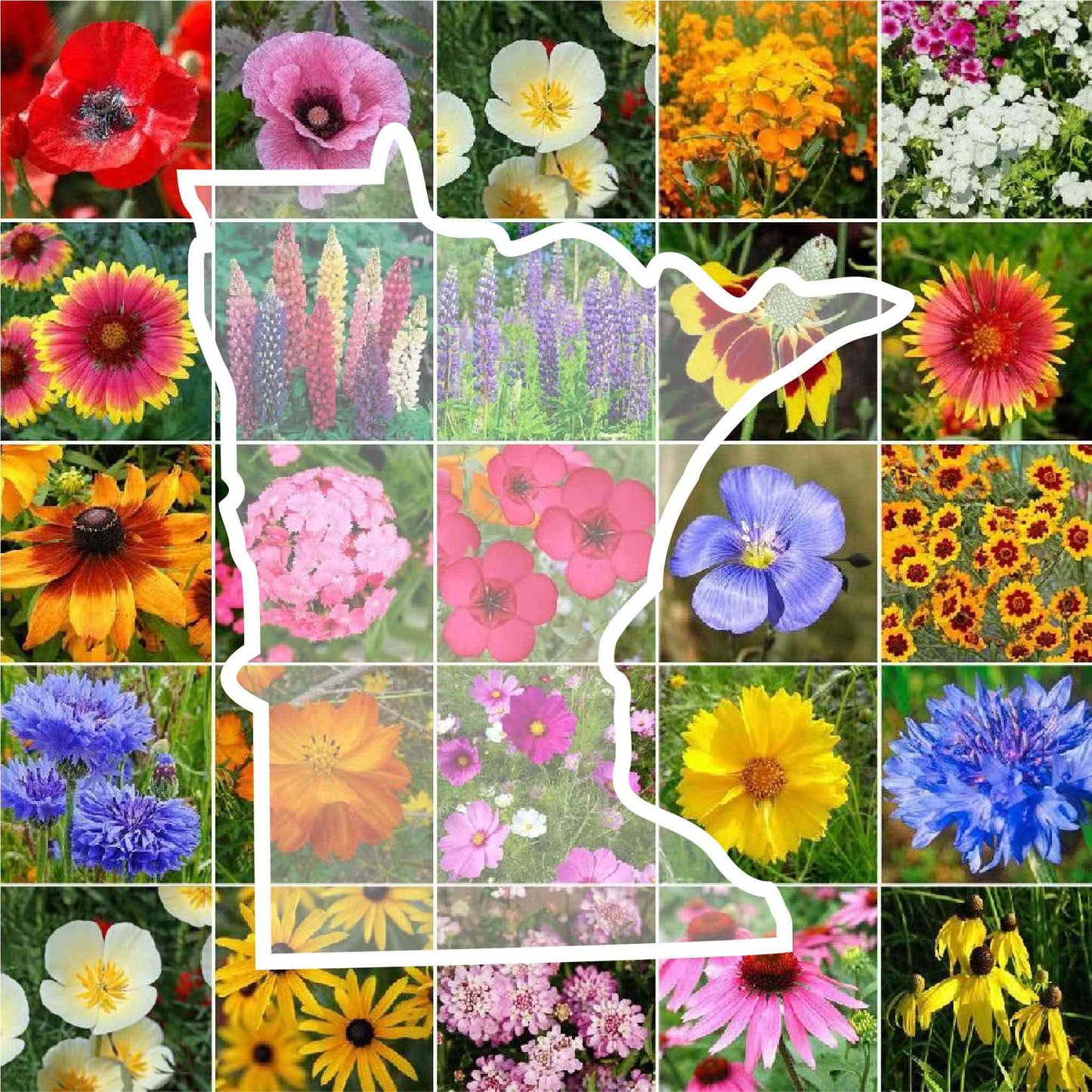 minnesota wildflower seed mix