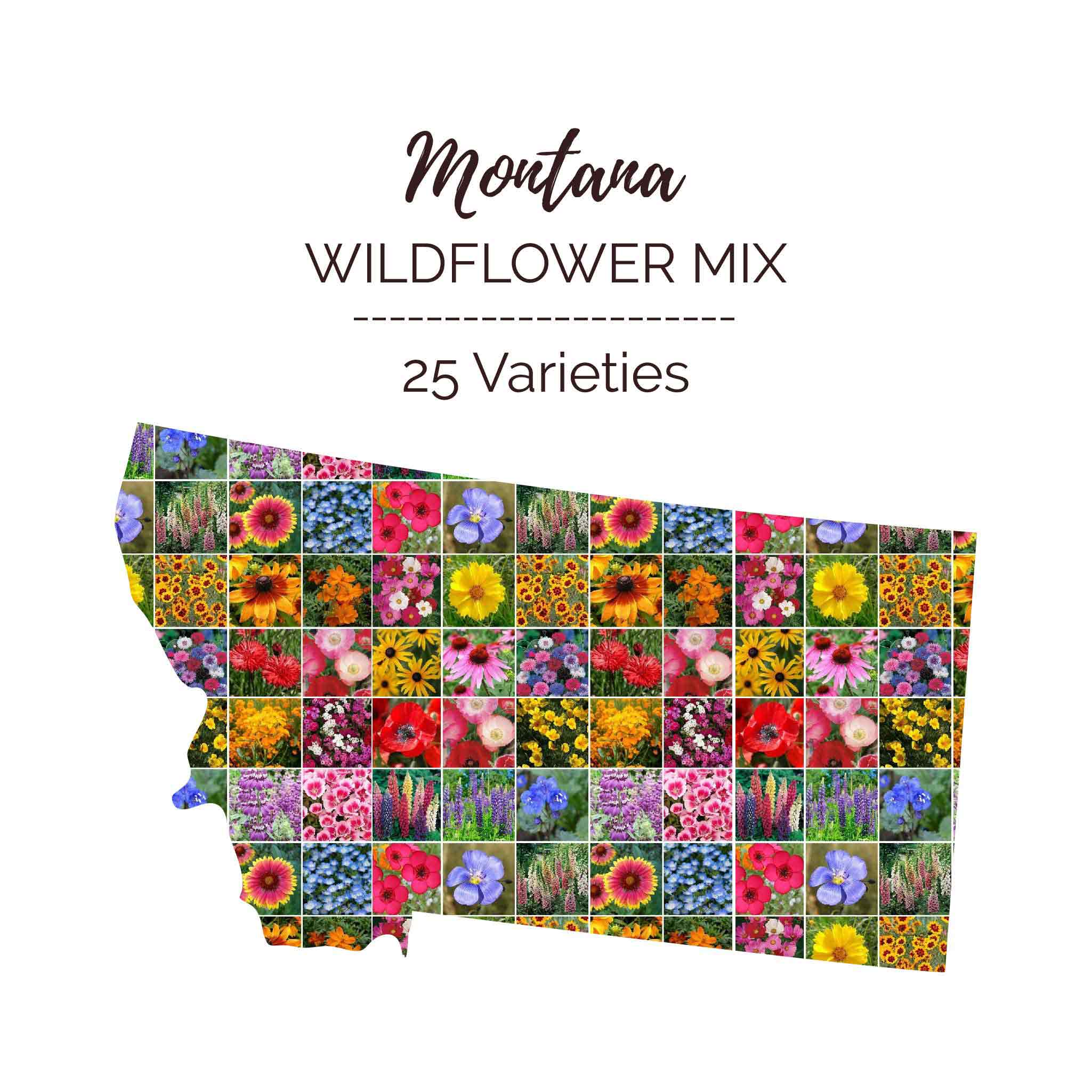 montana native wildflower seeds Montana Wildflower Seed Mix Montana Wildflower Seed Mix, Mixed