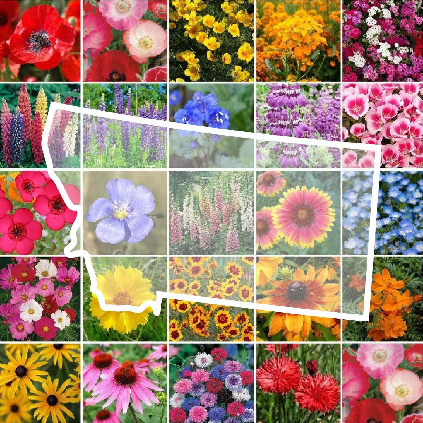 montana wildflower seed mix