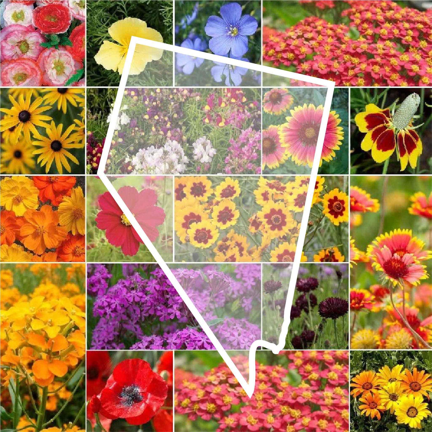 nevada wildflower seed mix