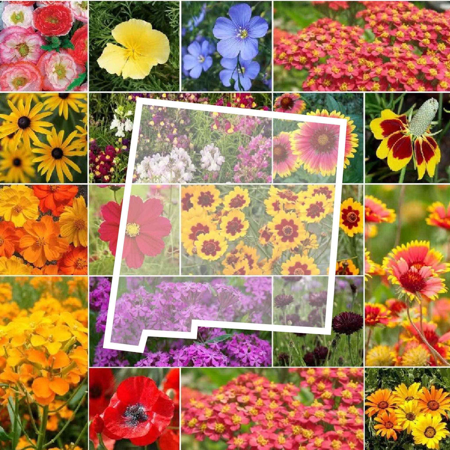 new mexico wildflower seed mix