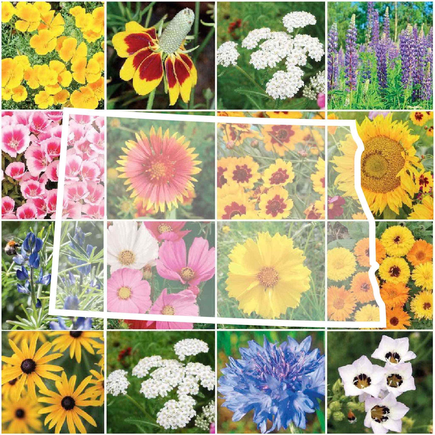 north dakota wildflower seed mix