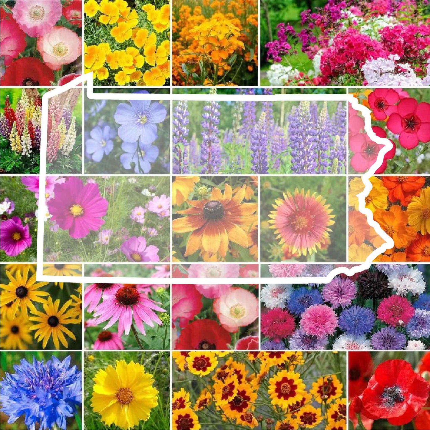 pennsylvania wildflower seed mix