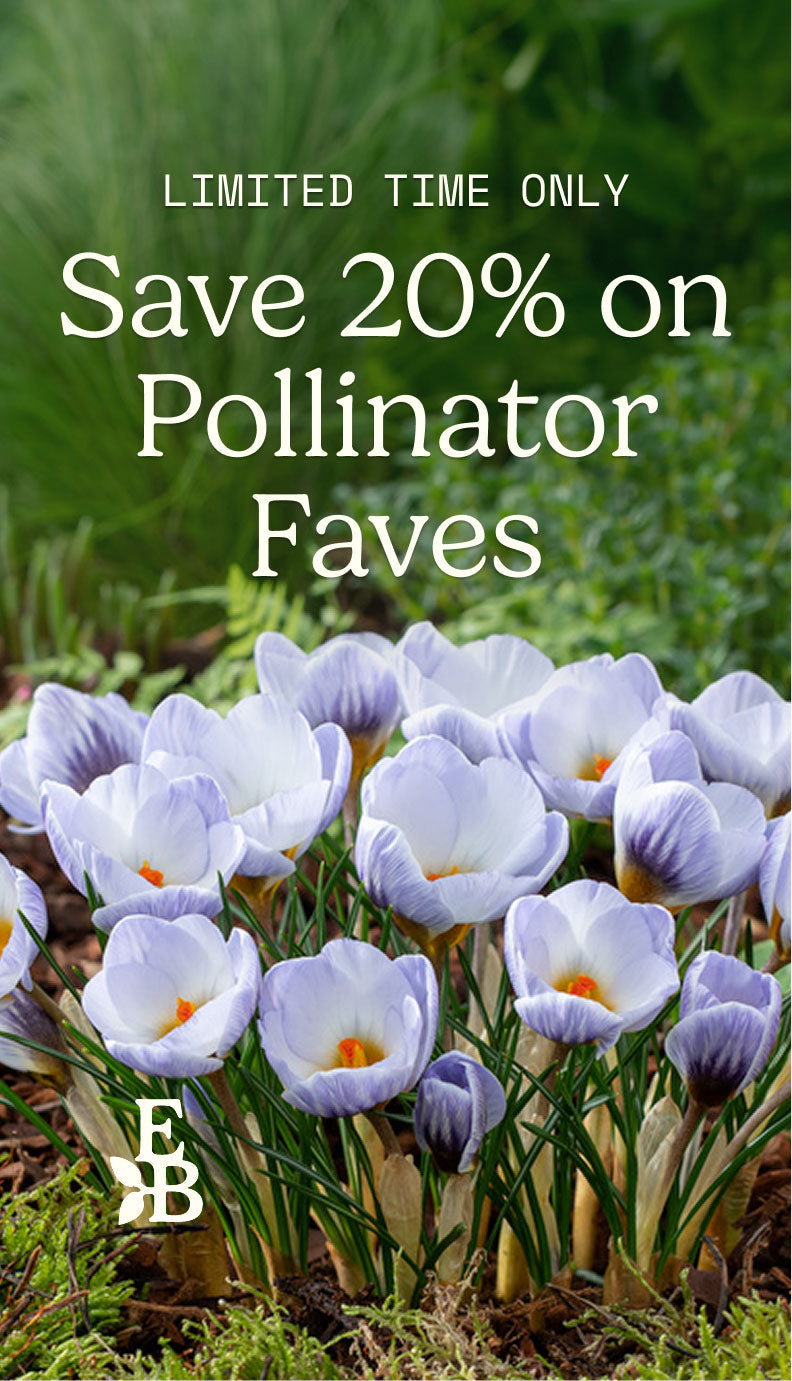 Promotional graphic with large white text reading 'LIMITED TIME ONLY Save 20% on Pollinator Faves' over a photo of blooming lavender-pink crocuses with green stems in a garden. A stylized 'EB' logo appears near the bottom left.