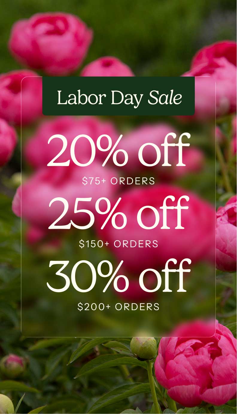Labor Day Sale promotional graphic with large white text reading '20% off', '25% off', and '30% off' over a blurred background of pink flowers and green foliage. A dark green banner at the top says 'Labor Day Sale'.