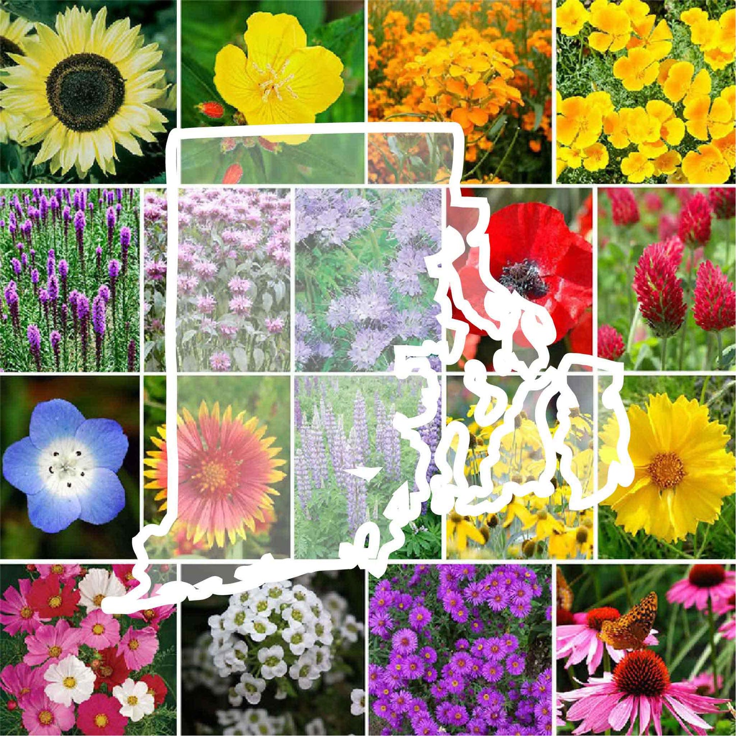 rhode island wildflower seed mix