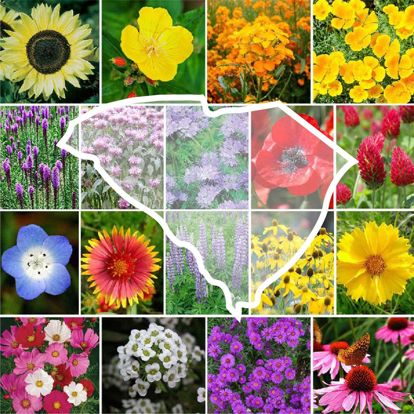 south carolina wildflower seed mix