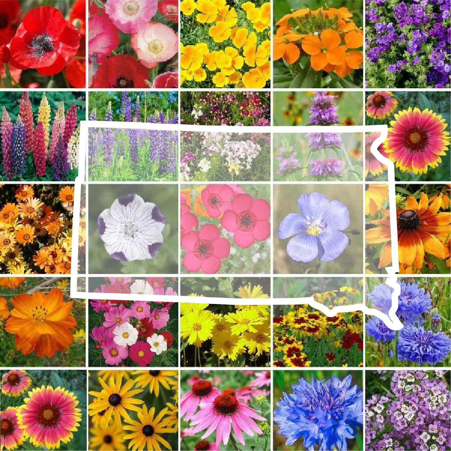 south dakota wildflower seed mix