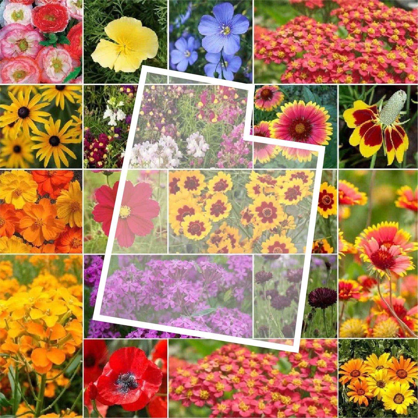 utah wildflower seed mix