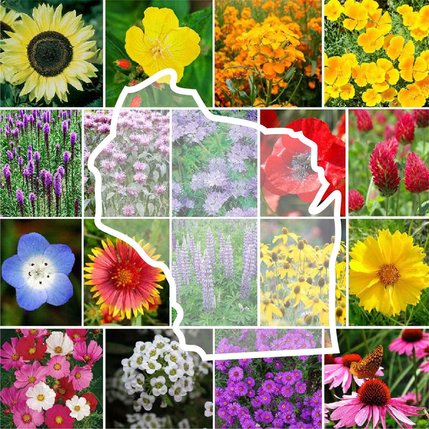 wisconsin wildflower seed mix