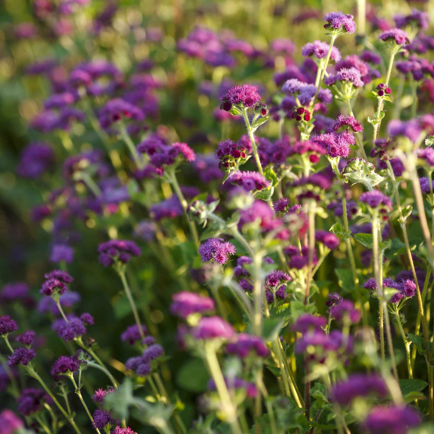 ageratum red flint