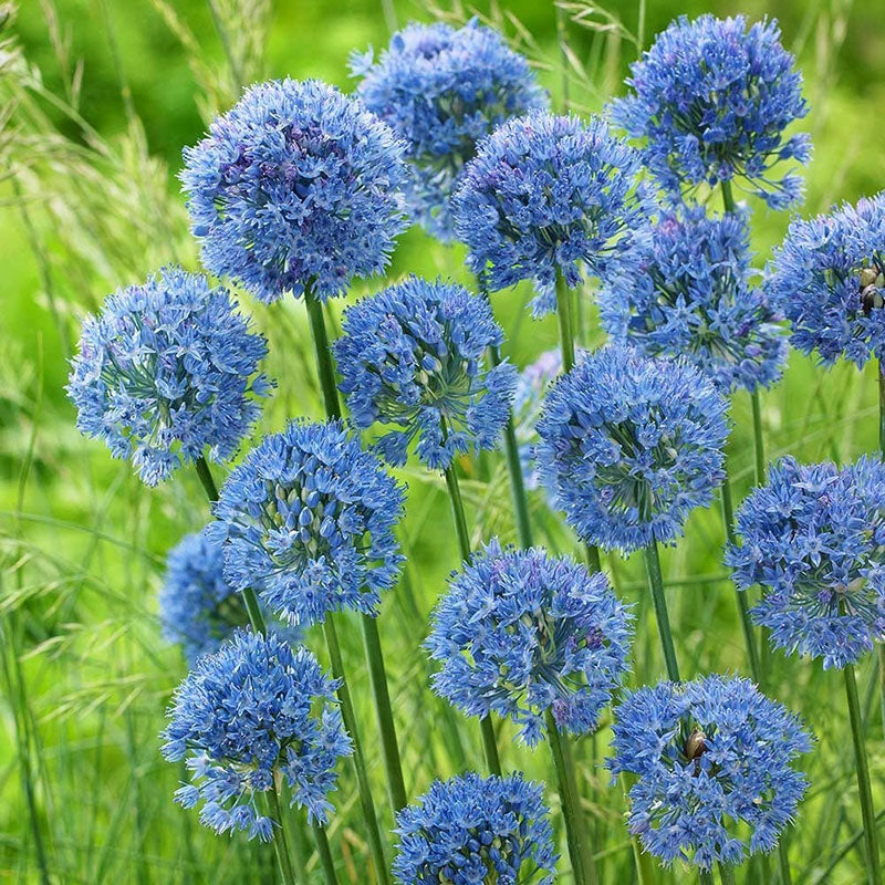 A close-up shot of a allium flowers with blue petals and green stems.