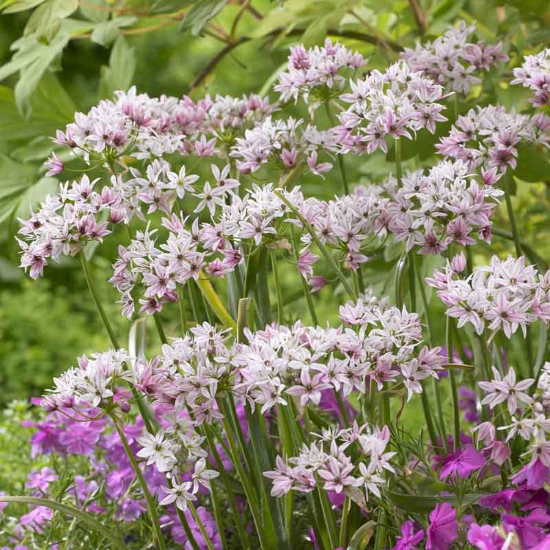 A vivid close-up captures an Allium 'Cameleon' flower, showcasing its unique, multi-toned petals.