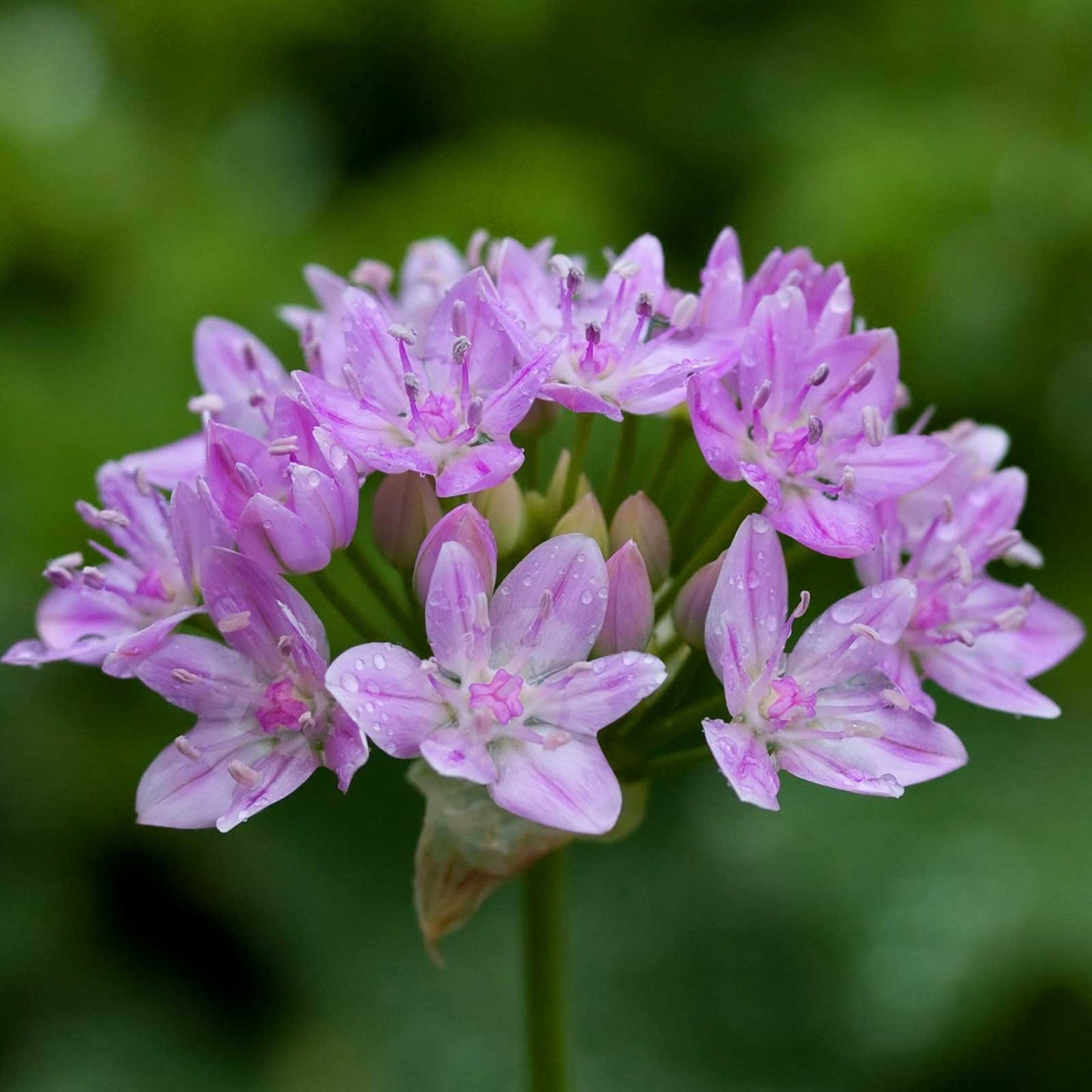 A vibrant mix of pink graceful allium flowers with varying bloom sizes against a green background.
