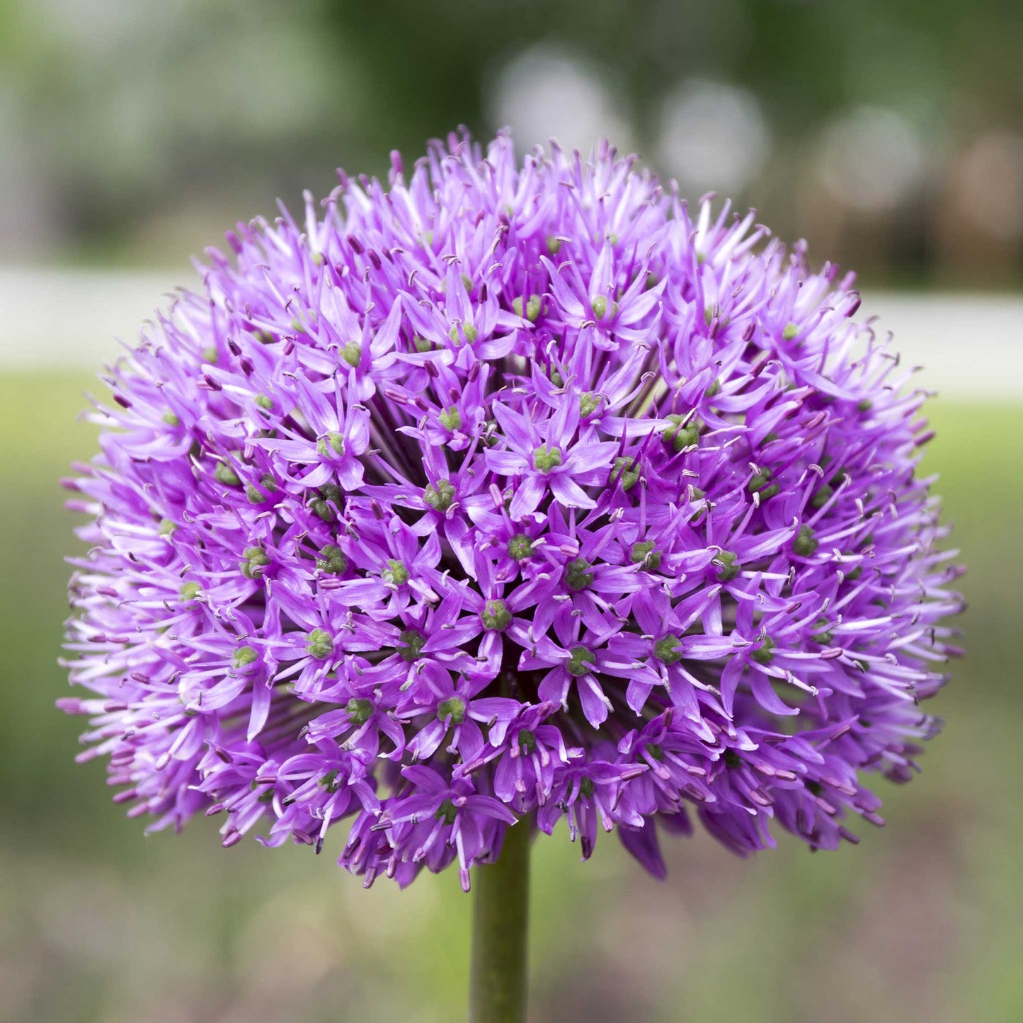 A vibrant pink allium flower in full bloom, showcasing its spherical shape and numerous florets.
