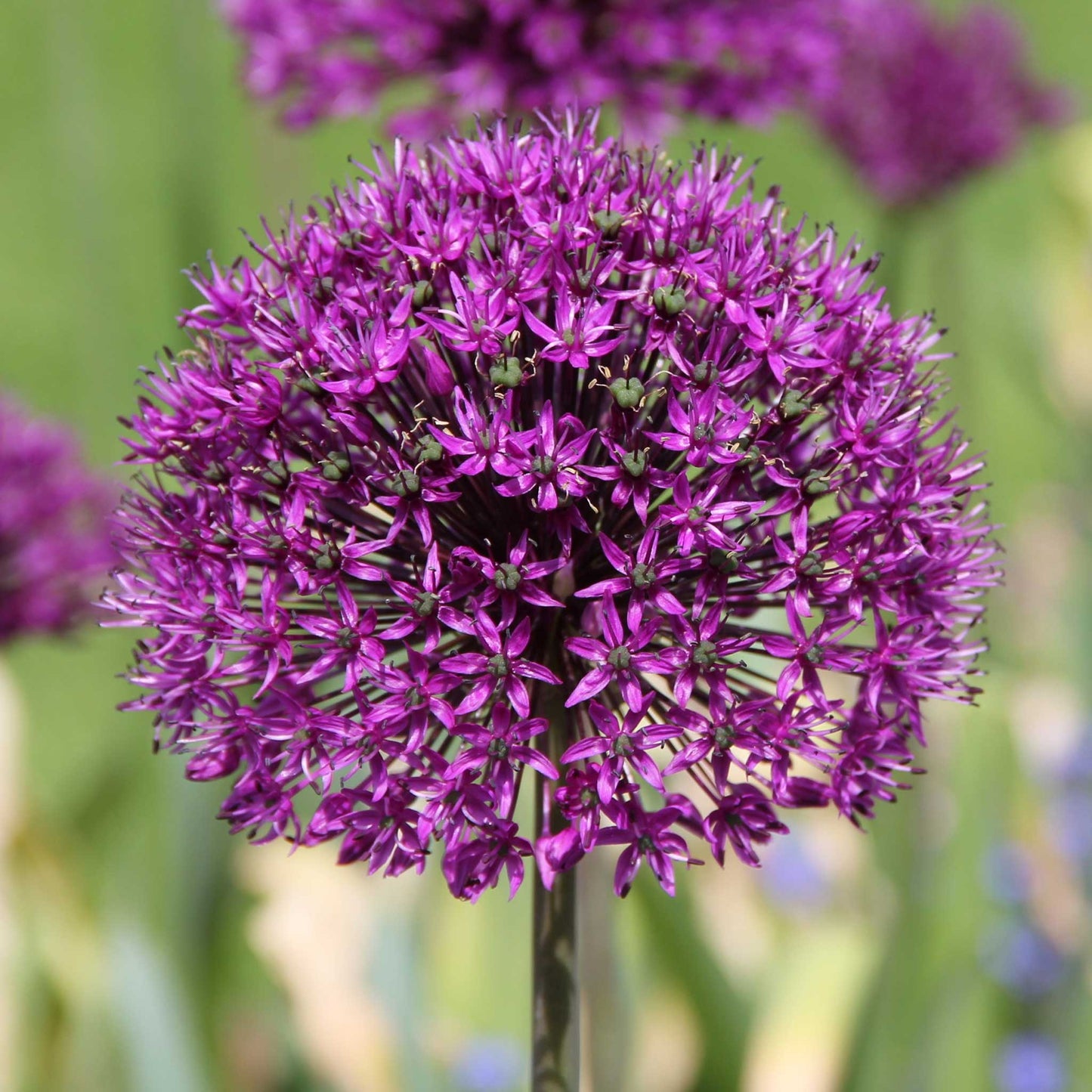 A vibrant purple allium flower in full bloom, showcasing its spherical shape and numerous florets.