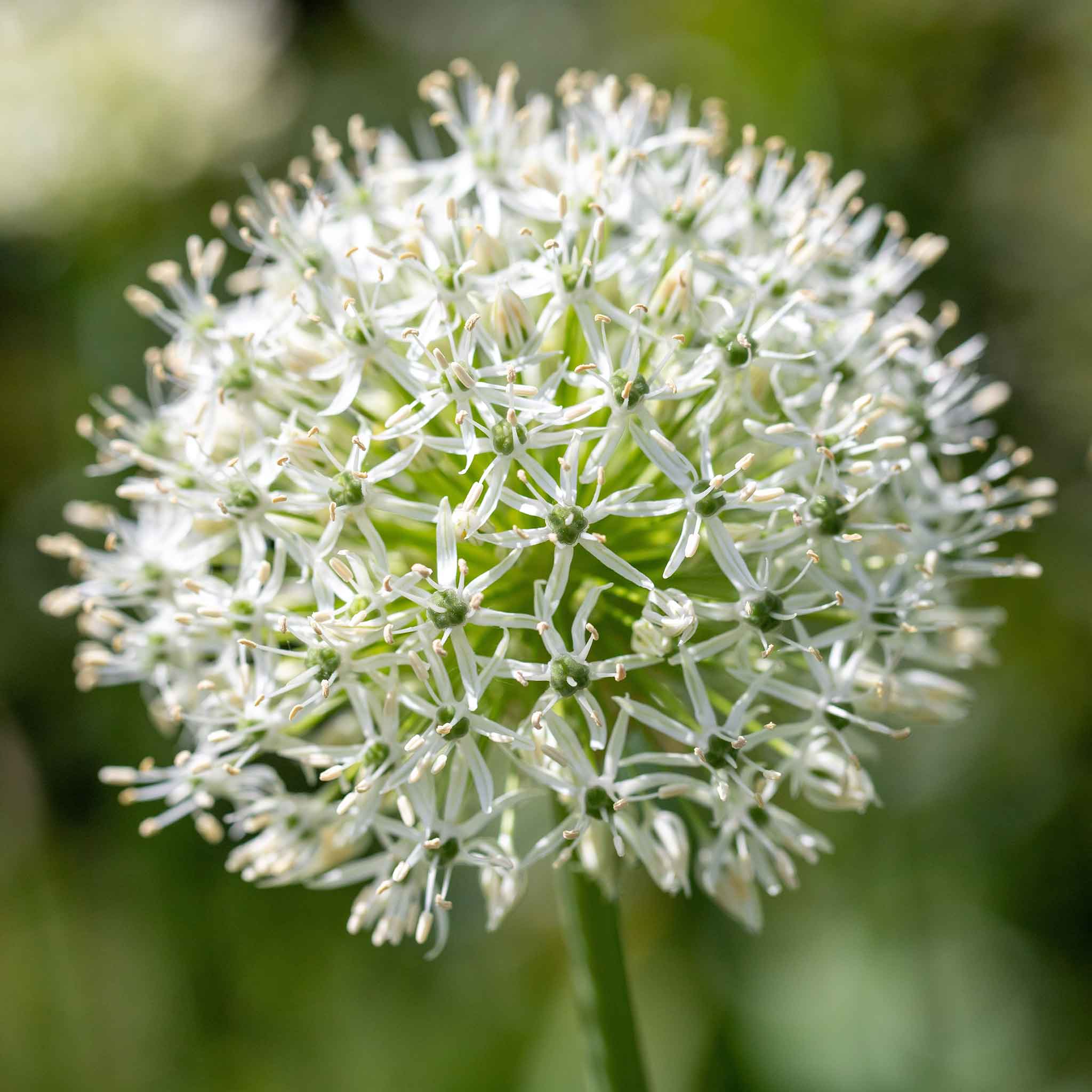 A vibrant whitye allium flower stands against a blurred green background.