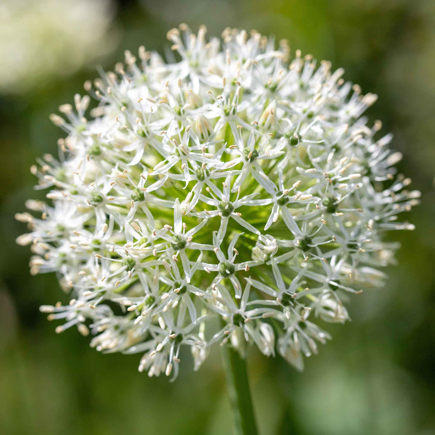 A vibrant whitye allium flower stands against a blurred green background.