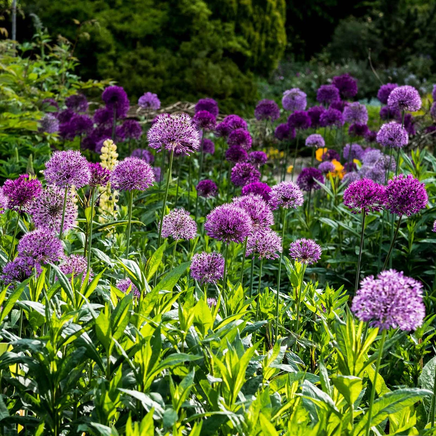 A close-up shot of several purple Allium 'Long Lasting Mix' flowers in full bloom.
