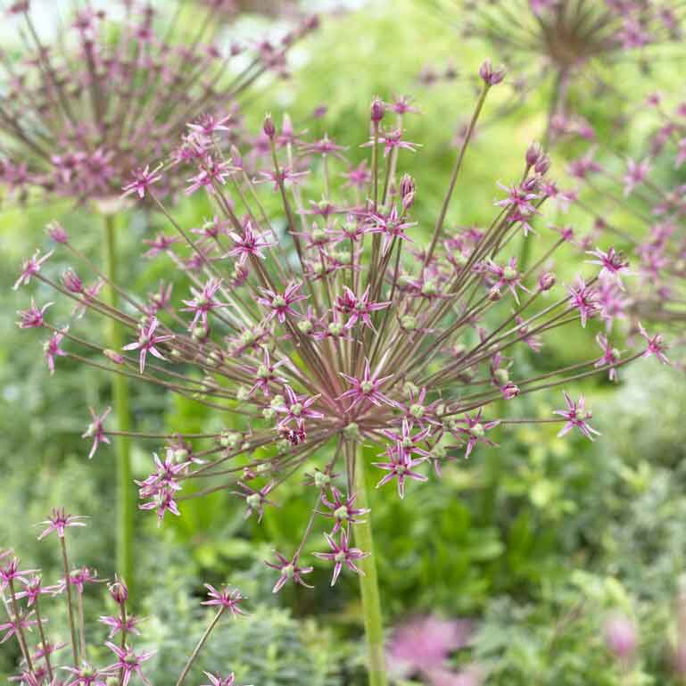 A long-lasting mix of allium flowers in various shades of pink.