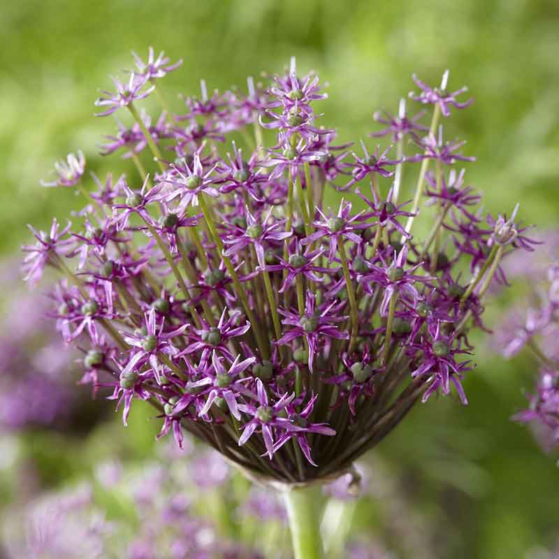Close-up of a purple long lasting allium flower, showcasing its unique star-shaped florets.
